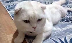 Scottish Fold: Sevimli görünümüyle dikkat çeken kedi ırkı