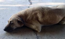 Sokak köpeklerini katletmeyi öngeren kanun teklifinin 3 maddesi daha kabul edildi