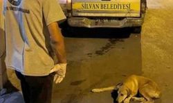 Silvan Belediyesi'nden açıklama: Barınağa götürülen köpekler kısırlaştırıldıktan sonra yaşam alanlarına geri bırakılacak