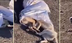 Katliam devam ediyor: Çuval içinde köpek cesetleri bulundu!