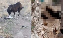 Niğde Belediyesi’nin barınağında 'uyutulan' köpeklerin topluca gömüldüğü görüntülendi