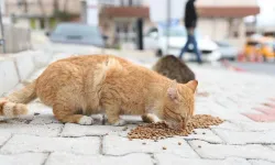 Antalya'da kedi ölümleri: İnceleme başlatıldı