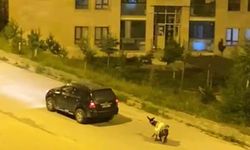 Kars’ta eşeği arabaya bağlayıp, zorla çekerek götürdüler