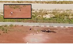 Kars’ta hayvan barınağında işkence: Görevliler, köpekleri sopayla dövdü, kaldırıp yere fırlattı!