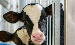 Deli Dana Hastalığı (BSE) Nedir? Belirtileri, Bulaşma Yolları ve Korunma Yöntemleri