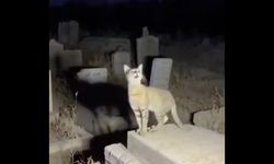 Yapay zekayla oluşturulan “Allahu Ekber” diyen kedi videosu viral oldu: 265 milyon izlenme