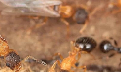 Bilim insanlarını şaşırtan keşif: Sadece kraliçelerden oluşan karınca türü bulundu