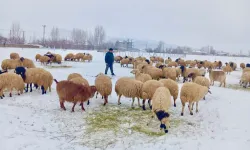 Van’da hayvancılık: Yakılan yünler, küçülen sürüler