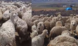 "Kars’ta koyunlar birbirini yemeye başladı" iddiası | Bakanlıktan açıklama
