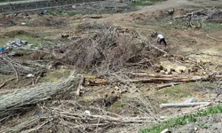 Malatya'da kamulaştırma davası sürerken ağaçları söküldü, EMEP İlçe Başkanı darp edildi