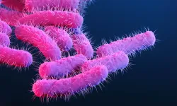 Shigella alarmı: Dizanteriye yol açan bakteri cinsel yolla daha hızlı yayılıyor