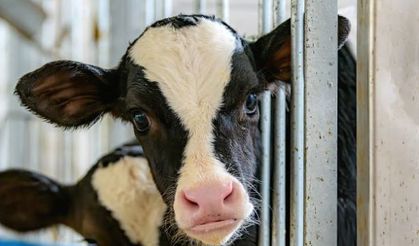 Deli Dana Hastalığı (BSE) Nedir? Belirtileri, Bulaşma Yolları ve Korunma Yöntemleri