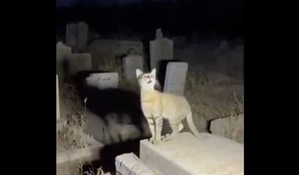 Yapay zekayla oluşturulan “Allahu Ekber” diyen kedi videosu viral oldu: 265 milyon izlenme