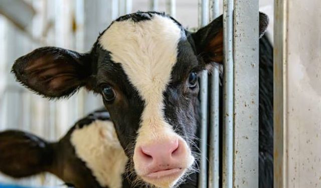 Deli Dana Hastalığı (BSE) Nedir? Belirtileri, Bulaşma Yolları ve Korunma Yöntemleri