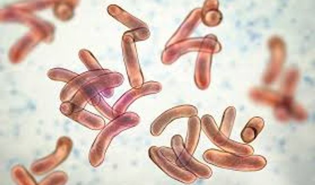 Kolera Nedir, Nasıl Ortaya Çıkar, Belirtileri ve Tedavisi