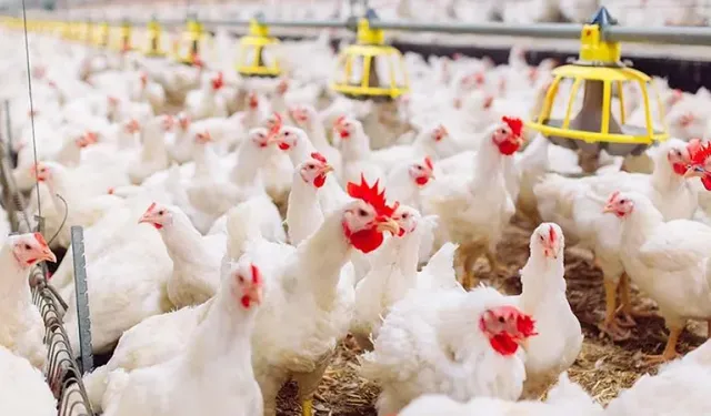 Beyaz et sektörüne operasyon: 32 gözaltı, 13 şirkete kayyım