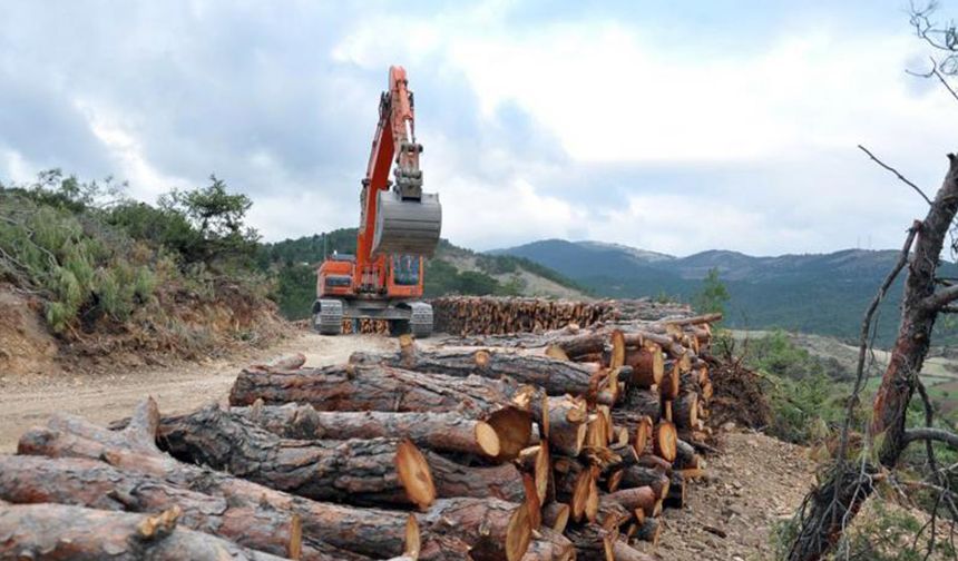 13 ilde 6 milyon metrekareden fazla arazi orman dışına çıkarıldı