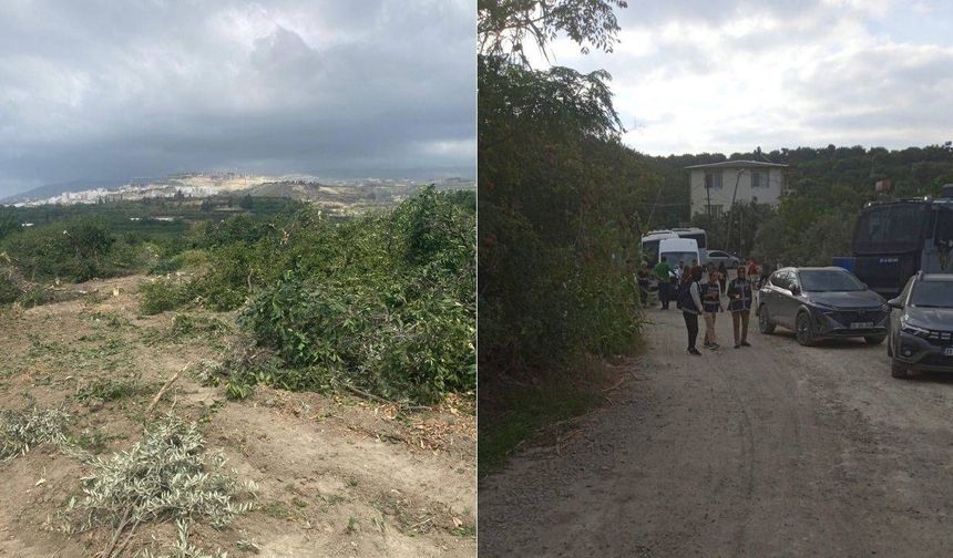 Samandağ’da köylülerin ‘Acele Kamulaştırma’ direnişi: Ağaç kesimine tepki