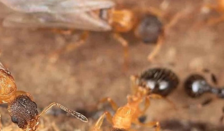 Bilim insanlarını şaşırtan keşif: Sadece kraliçelerden oluşan karınca türü bulundu