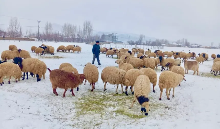 Van’da hayvancılık: Yakılan yünler, küçülen sürüler