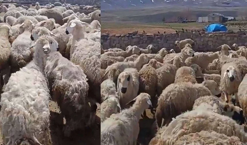 "Kars’ta koyunlar birbirini yemeye başladı" iddiası | Bakanlıktan açıklama