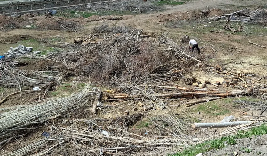 Malatya'da kamulaştırma davası sürerken ağaçları söküldü, EMEP İlçe Başkanı darp edildi