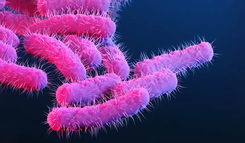 Shigella alarmı: Dizanteriye yol açan bakteri cinsel yolla daha hızlı yayılıyor