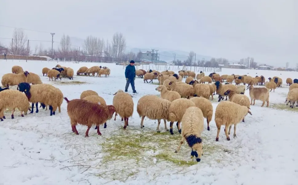 Van’da hayvancılık: Yakılan yünler, küçülen sürüler