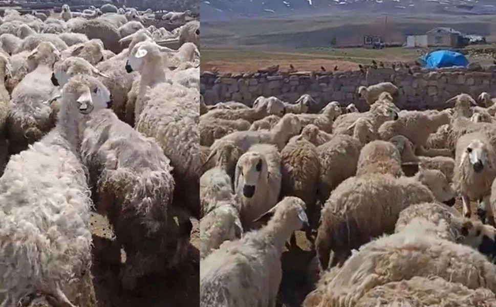 "Kars’ta koyunlar birbirini yemeye başladı" iddiası | Bakanlıktan açıklama