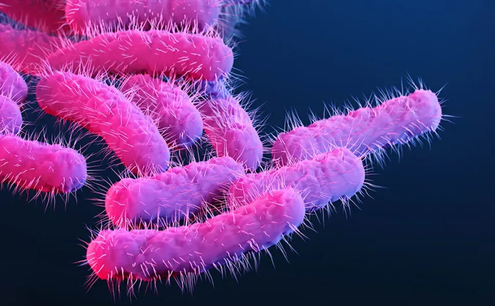 Shigella alarmı: Dizanteriye yol açan bakteri cinsel yolla daha hızlı yayılıyor