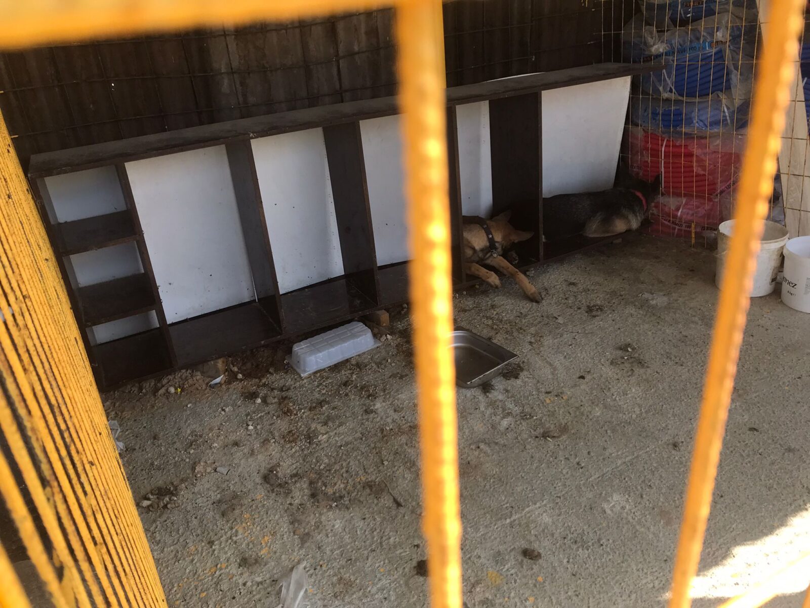 1kesan-hayvanlar-2023-07-01-1600x1200