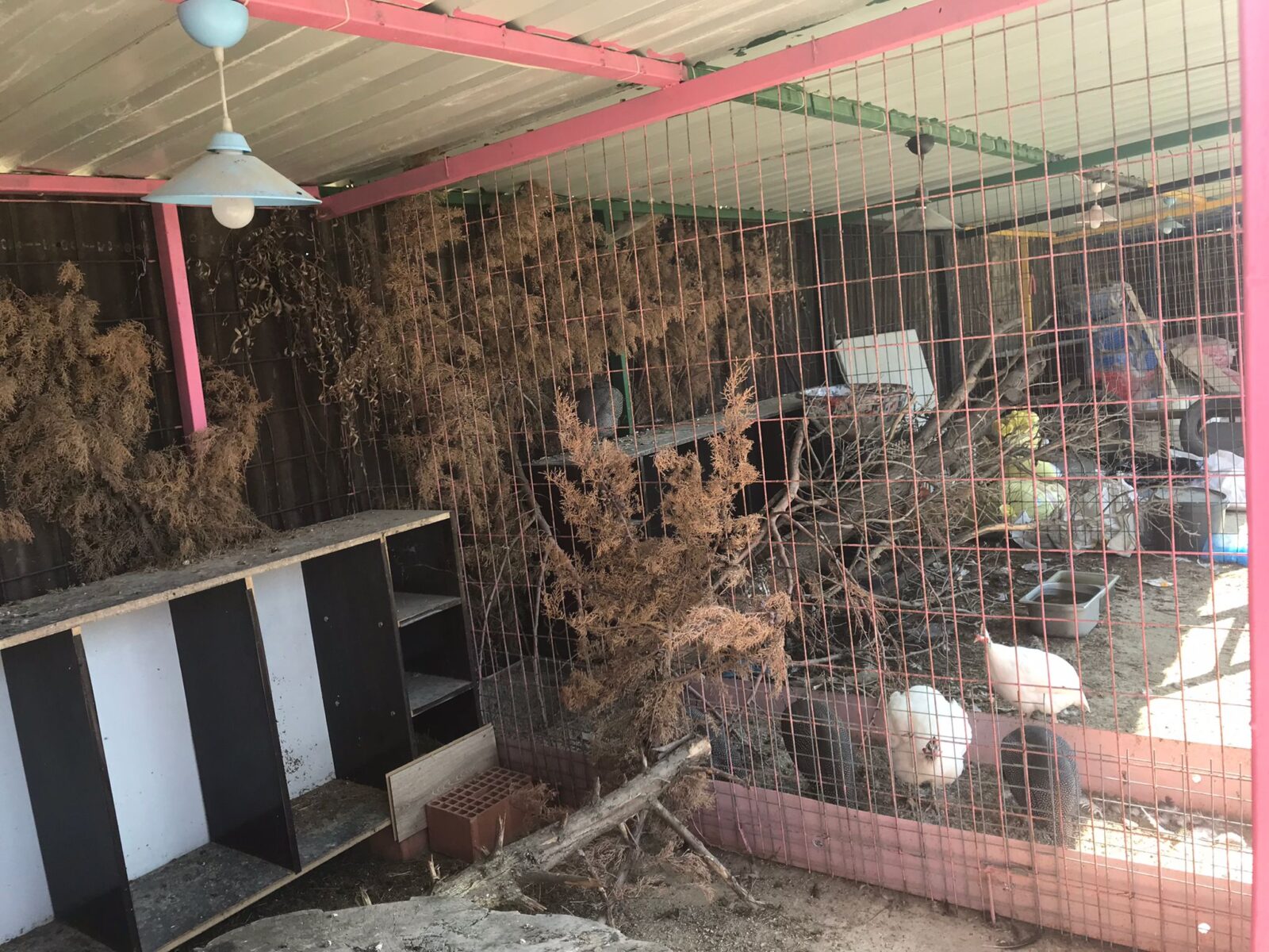 kesan-hayvanlar-2023-07-01-1600x1200