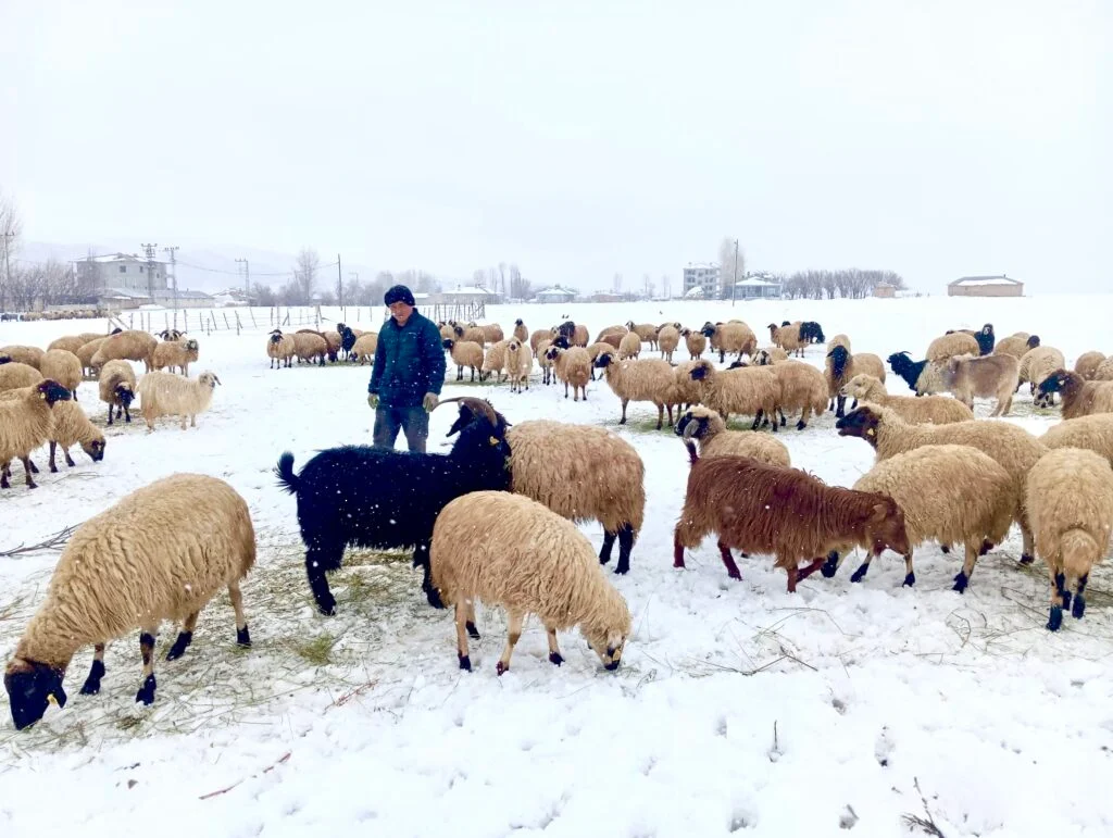 Vanhayvancılık (1)