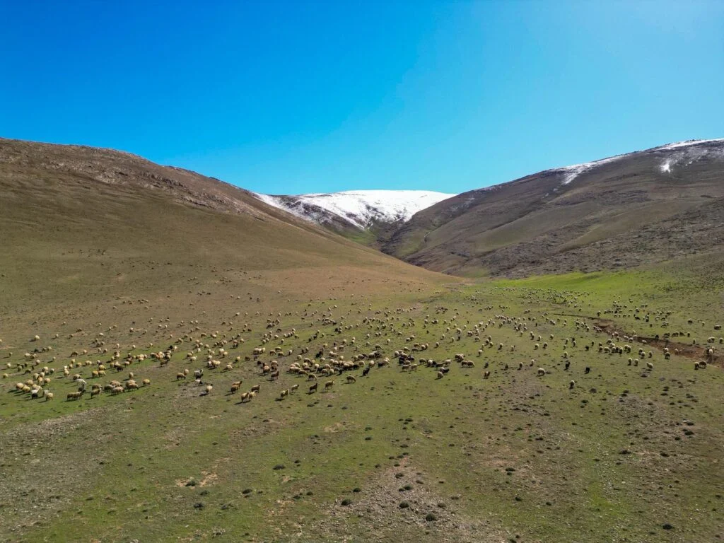 Vanhayvancılık (6)