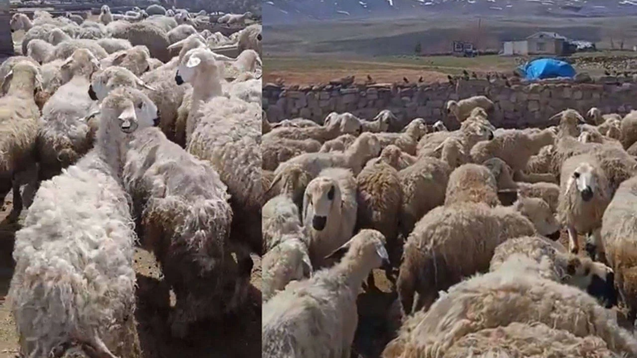 "Kars’ta koyunlar birbirini yemeye başladı" iddiası | Bakanlıktan açıklama