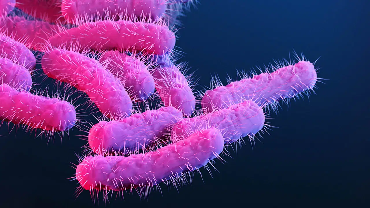 Shigella alarmı: Dizanteriye yol açan bakteri cinsel yolla daha hızlı yayılıyor